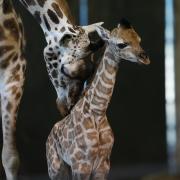 Rothschild's giraffe Ruby and her calf