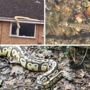 These snakes have been spotted across the South Coast