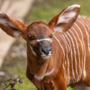 Marwell Zoo has celebrated the birth of an endangered mountain bongo calf