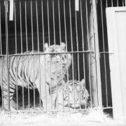 Animals at a circus in Southampton.