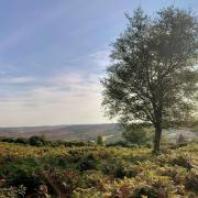 Sunny skies over the New Forest