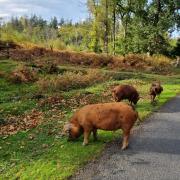 Hampshire and Isle of Wight Constabulary is warning motorists to be mindful of free-roaming animals in the New Forest as a result of the ritual.  