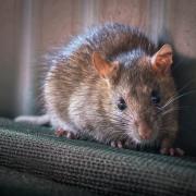 Garages and outbuildings can make the perfect new home for unwanted visitors like rats and mice