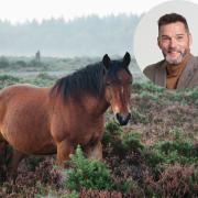 Fred Sirieix is a big fan of the New Forest