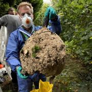 Asian Hornets nest removed at The Old Cemetery near Southampton Common.