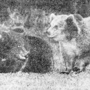 The escaped bears at Priory Bay, Seaview, on the Isle of Wight, in January 1966.