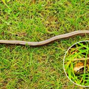 Slow worm in the New Forest