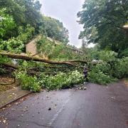 The fallen tree in Montgomery Road, Southampton