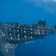 Whale shark with injury to the dorsal fin, likely to be caused by collision with a vessel