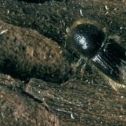 The eight-toothed spruce bark beetle has been found in the area