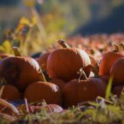 Hampshire has quite a few patches where you can pick out your own pumpkin