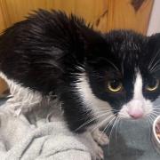 A Woolston man has spoken of his shock after his cat Bella, pictured returned home doused in petrol