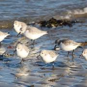 The two-week event asks people to log the different types of birds they see during an hour on the coast