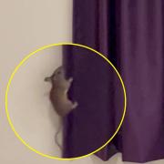 The guest had been staying at the Eastbourne Polegate branch in East Sussex when she says she was woken by the 'hamster-sized' rodent