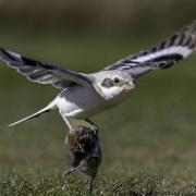 A photo of the steppe grey shrike hunting and killing a giant vole that 60-year-old Mark Begg captured on his Nikon d500.