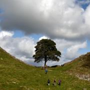 The Sycamore Gap tree was illegally felled on the night of September 27, 2023