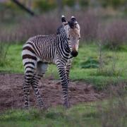 A newborn grevy's zebra