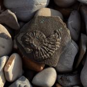 Barton-on-Sea was ranked as a great spot for fossil hunting in the South West and the UK as a whole