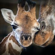 Mbonisi the giraffe calf