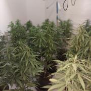 Police shared photos of the cannabis farm in the home of a Bitterne Park resident.