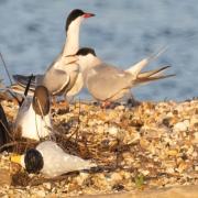 Terns that successfully bred on the raft this summer