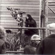 Victor the giraffe at Marwell Zoo. 1977.