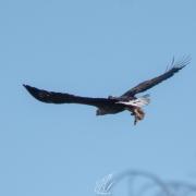 Jordan Callaghan managed to snap this soaring white-tailed eagle, the biggest bird of prey in the UK.