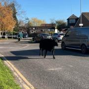 Cow on the loose in Totton