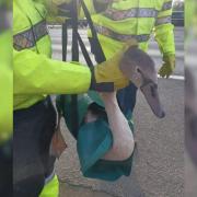 The swan was stuck in the bushes near the M27