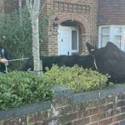 Cow lassoed by police after roaming the streets of Totton