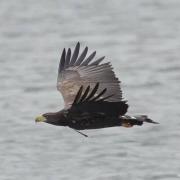 John Scamell pictured this white-tailed eagle flying over Beaulieu River in 2021 - they often hang around bodies of water to look for fish.