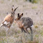 Undated handout photo issued by RSPCA of an image from a photography portfolio entitled 'Hares' by Thomas Easterbrook