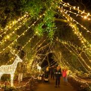 The Light Up trail at Sir Harold Hillier Gardens, Romsey. Image: Elliot Franks