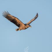 White Tailed Eagle above Lepe