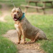 Eastleigh man Charlie Rockett has been fined for owning an XL Bully. Stock image