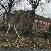 A fallen tree in Warren Crescent, Southampton