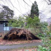 The fallen tree at Southampton Sight Hall