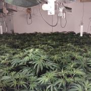 Police seized approximately 700 cannabis plants in raids in the New Forest, arresting men in separate incidents