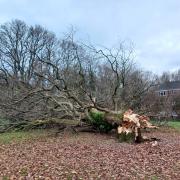 Mark Harris captured the oak tree at Fleming Avenue laying on the grass next to the play park.