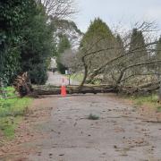 Trees uprooted in Southampton during Storm Darragh at St Mary Extra Cemetery