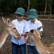 Children feeding deer at the New Forest Wildlife Park