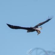 Jordan Callaghan managed to snap this soaring white-tailed eagle, the biggest bird of prey in the UK