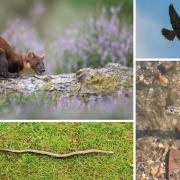 The Echo's round-up of the best animal sightings in Hampshire during 2024