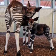 Marwell's new okapi calf with mum