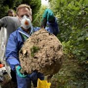 Asian Hornets nest removed at The Old Cemetery near Southampton Common