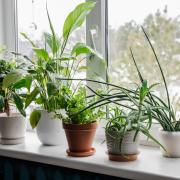 A bathroom staple could help keep your houseplants healthy this year