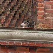Graham Snelgar spotted this peregrine falcon in Gosport, while other photographers caught the world's fastest animal in Southampton.