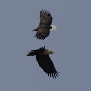 Two white tailed eagles soaring above Southampton