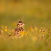 The highest ever numbers of woodlark have been found in the New Forest