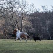 A pony in the New Forest was chased by a dog